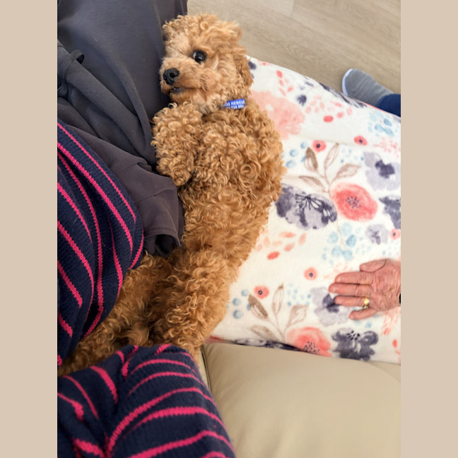 Photo of Russell 🌞 17 Month Old Cavoodle 