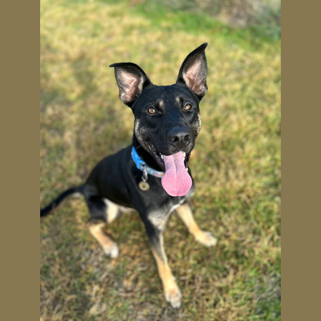 Photo of Zazu