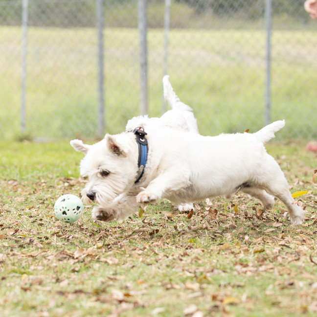 Photo of Scottie