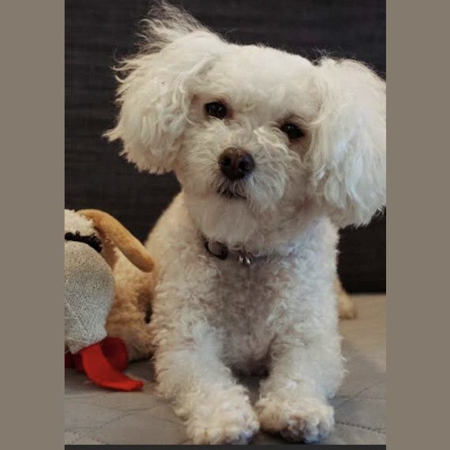 Photo of Lolli