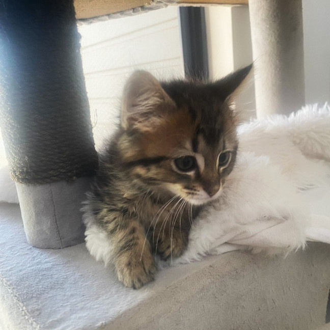 Photo of Meeko