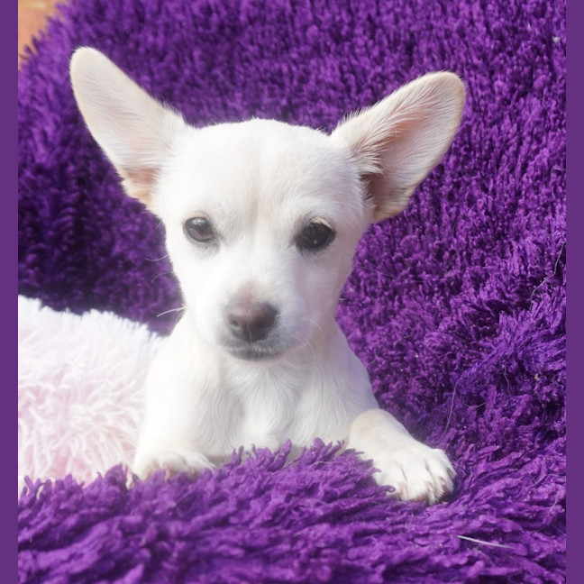 Photo of Pearl
