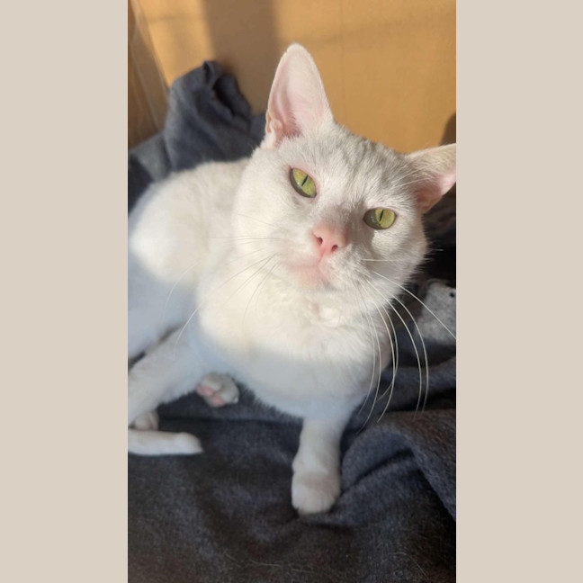 Photo of Puffin