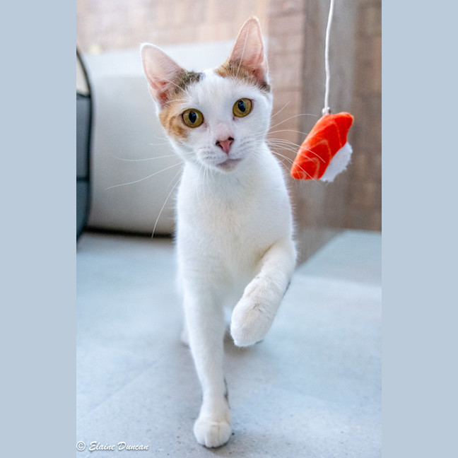 Photo of Pancake