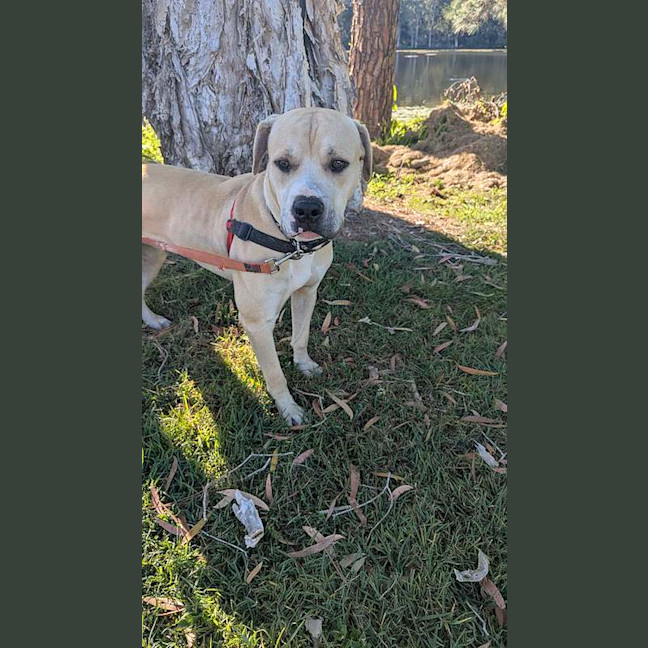 Photo of Bailey