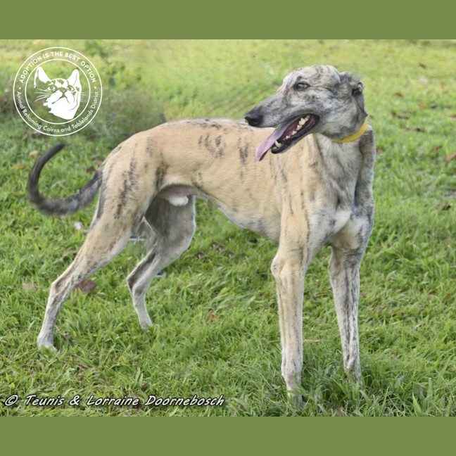 Photo of Tiger Racing Name Nyngan Tiger