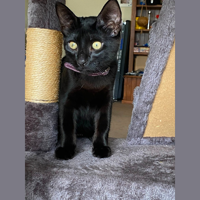 Photo of Maxi   Reduced Adoption Fee