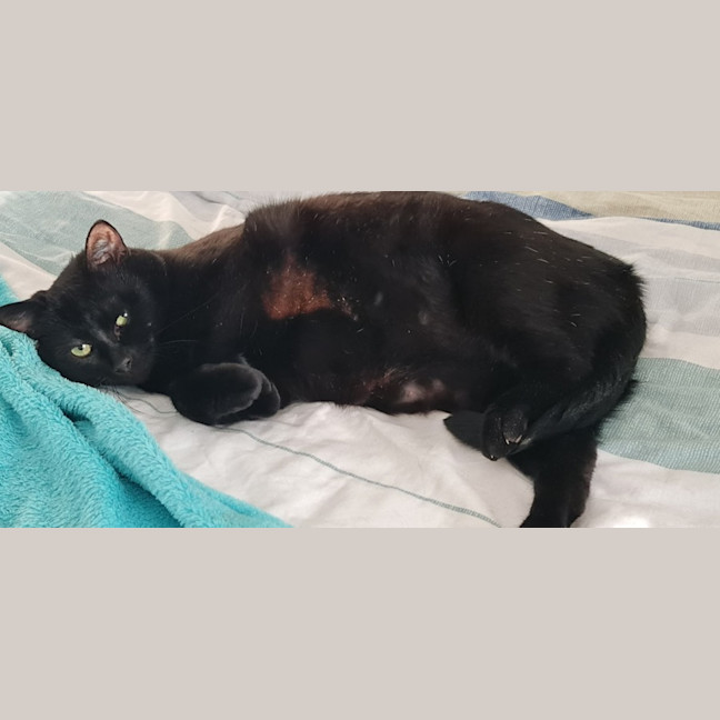 Photo of Basil Sta012346