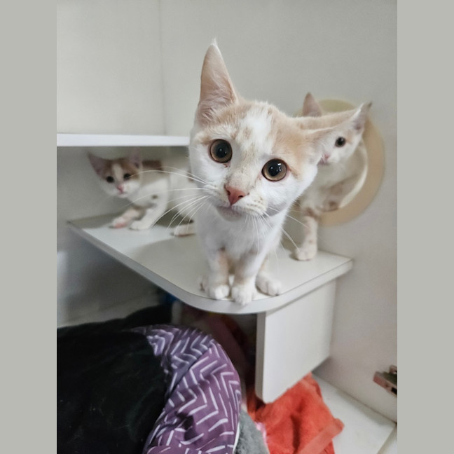 Photo of Chestnut