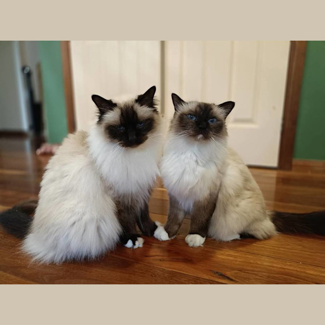 Photo of Basil And Chives 