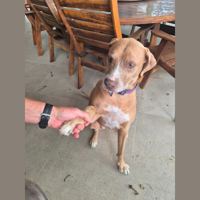 Photo of Bonnie   7 Year Old Ridgeback X