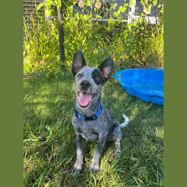 Photo of Gracie