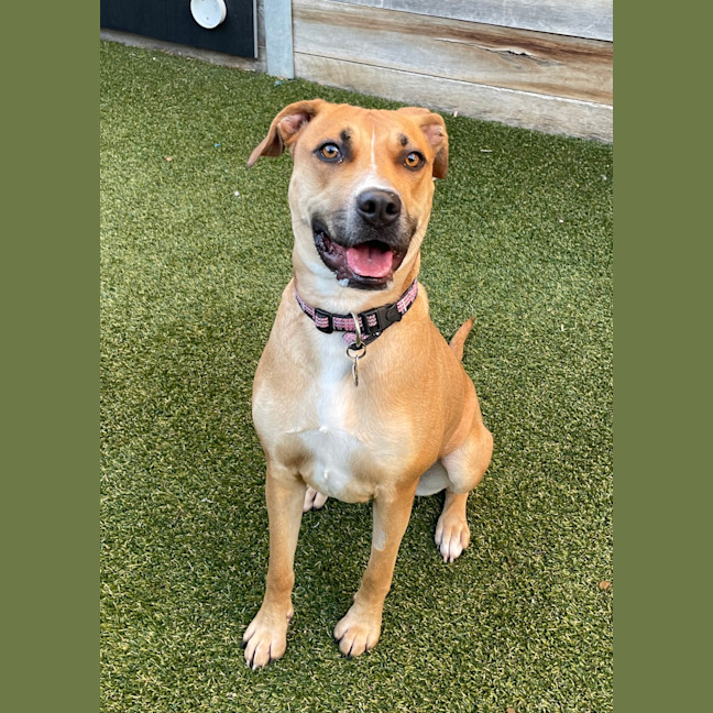 Photo of Nala