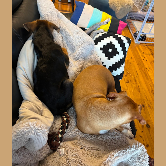 Photo of Stitch   4 Month Old Kelpie X