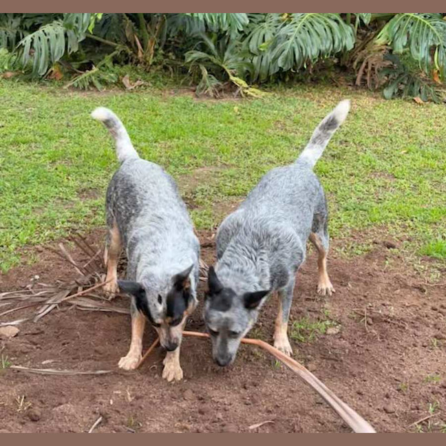 Photo of Gypsy And Max