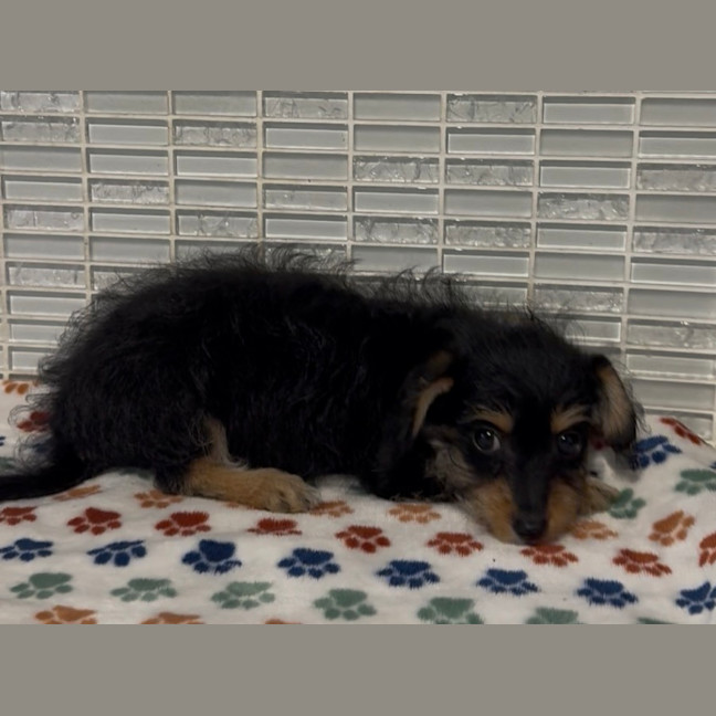 Photo of Tucker
