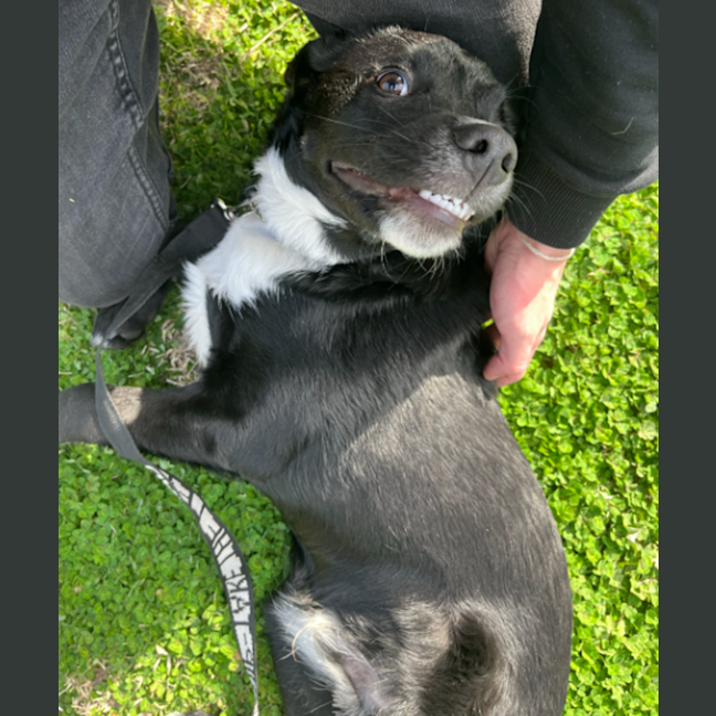 Photo of Pedro Pascal