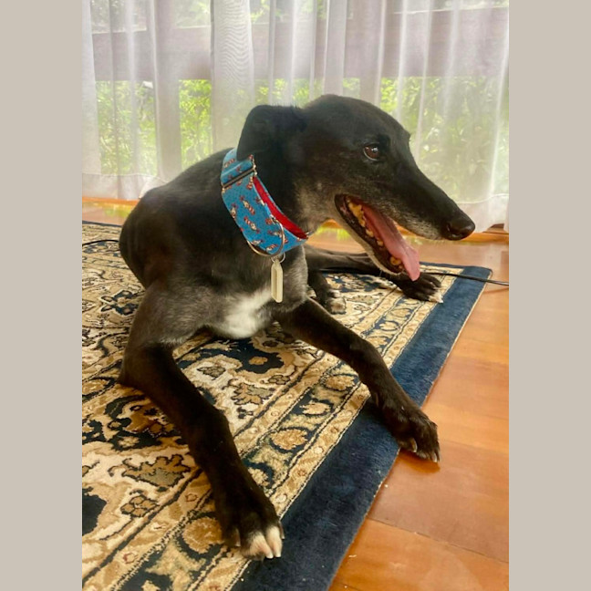 Photo of Jenny, They Greyhound