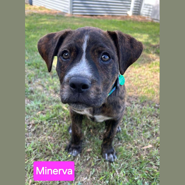 Photo of Minerva