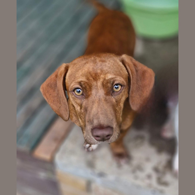 Photo of Cinnamon Swirl 