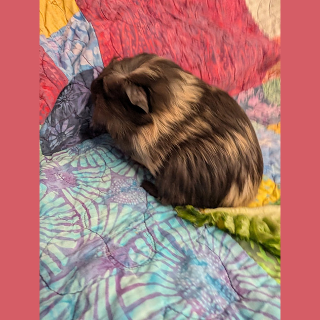 Photo of Comet