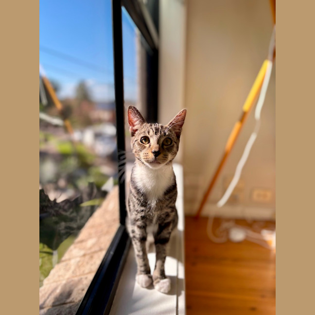 Photo of Oscar