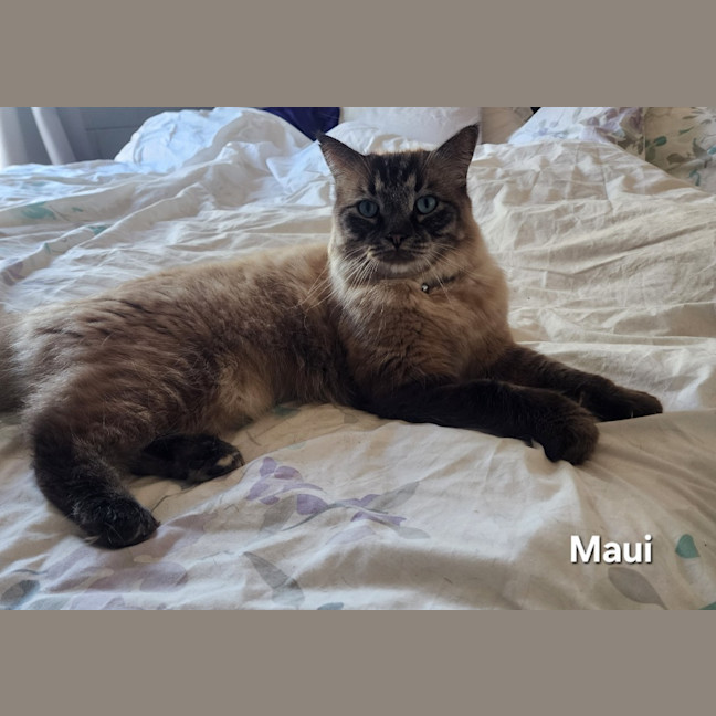 Photo of Maui