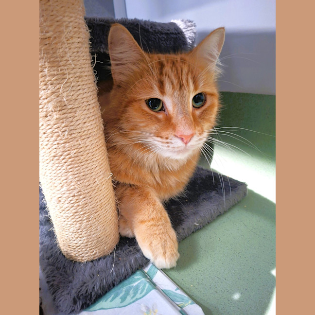 Photo of Yoshi