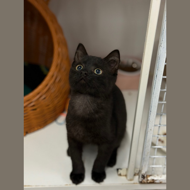 Photo of Jasper