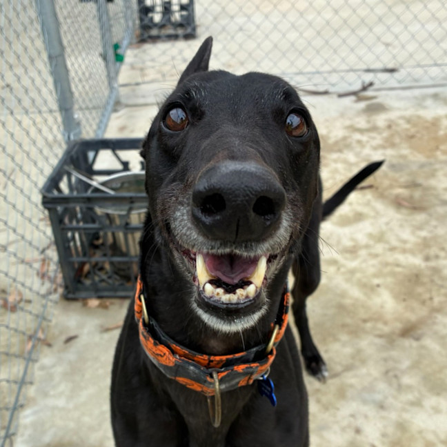 Photo of Fiona The Greyhound
