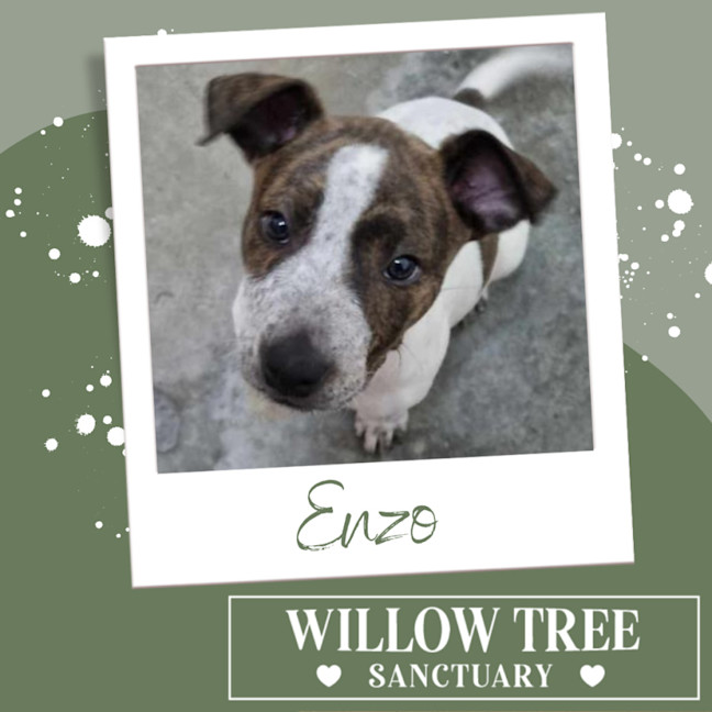 Photo of Enzo