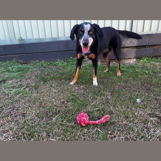 Photo of Luxi *$250 Adoption Fee*