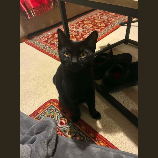Photo of Willow