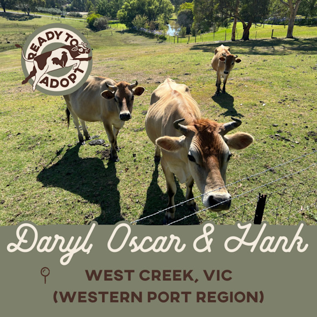 Photo of Daryl, Hank And Oscar