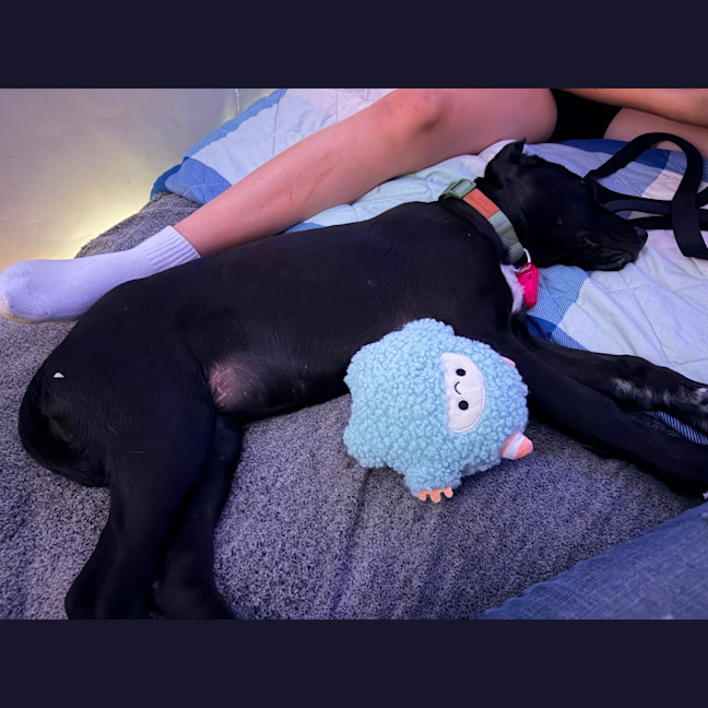 Photo of Coco