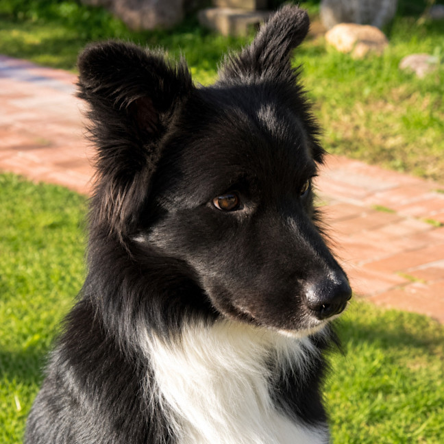 Photo of Zorro