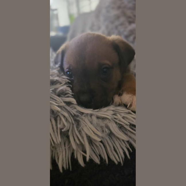 Photo of Amadeus