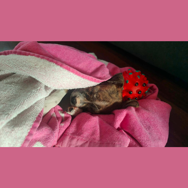 Photo of Domino