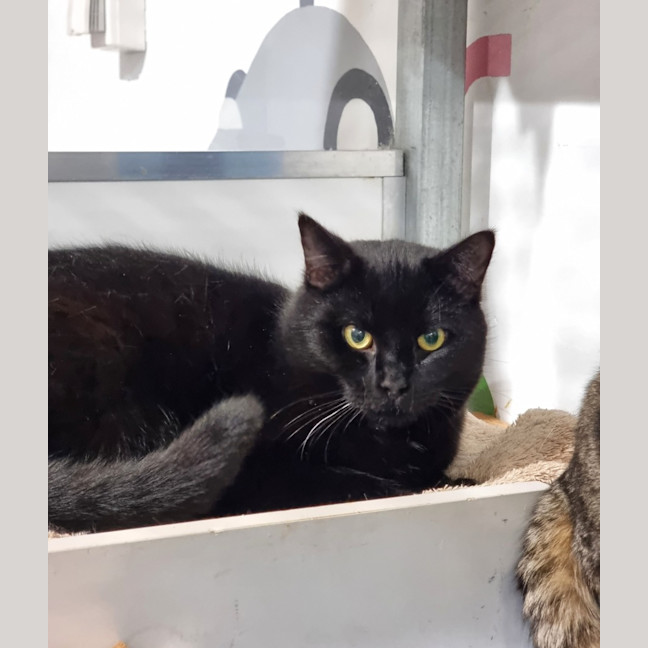 Photo of Apollo