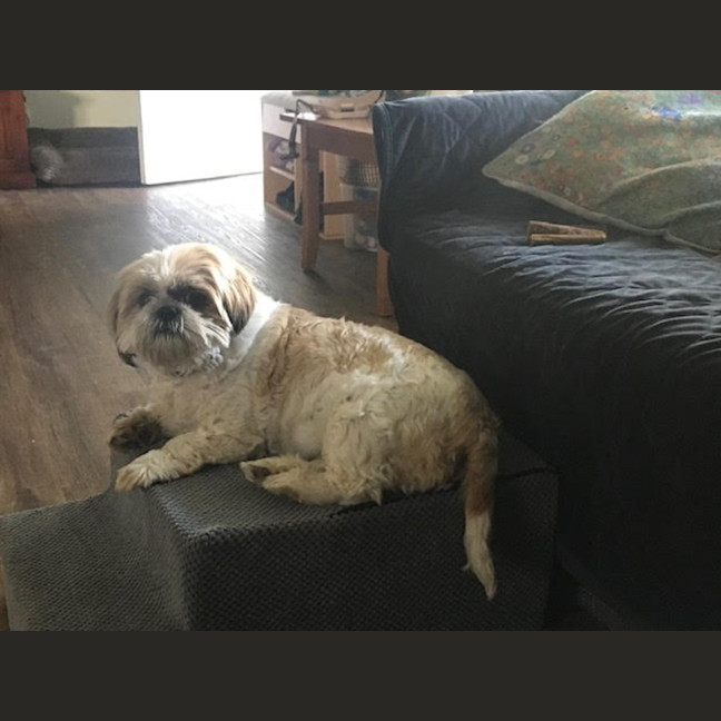 Photo of Misty 🌺 5yo, Shih Tzu (On Trial 2/11/25)