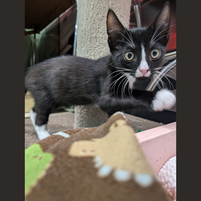 Photo of Tuppence