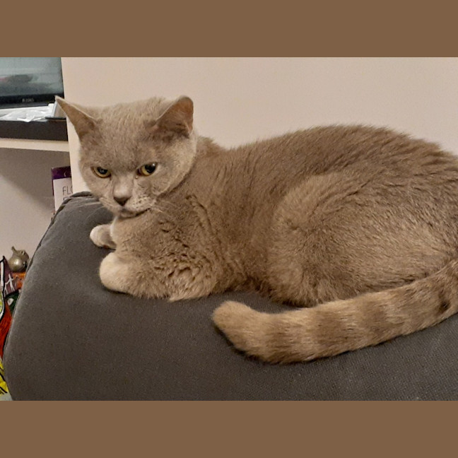 Photo of Plum Pudding