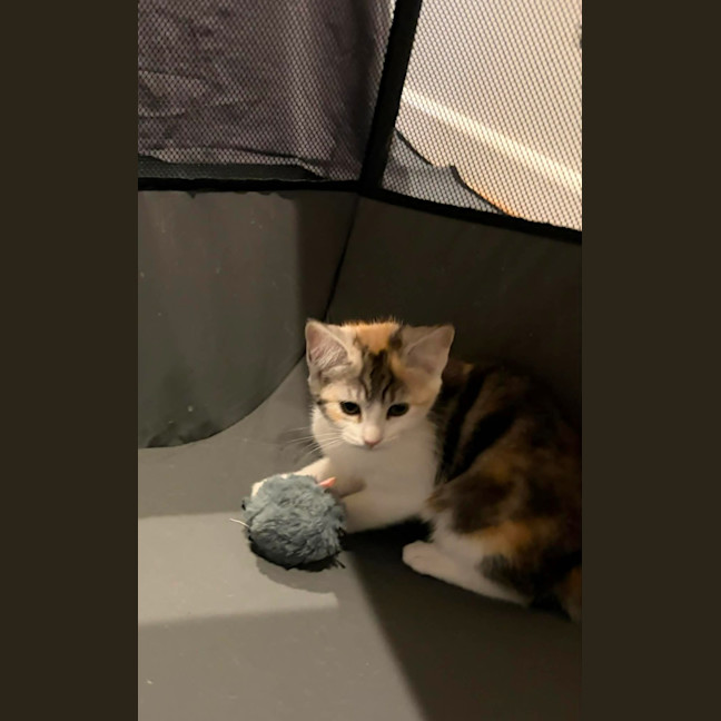 Photo of Maple