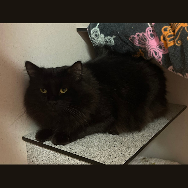 Photo of Boomer