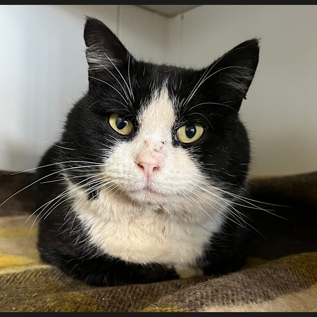 Photo of Boomer