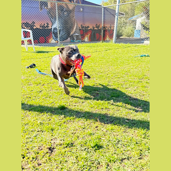Photo of Sadie