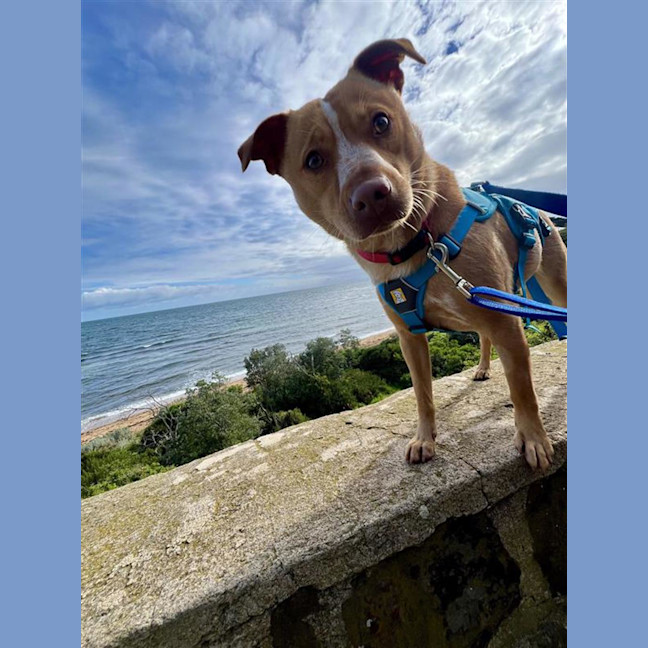 Photo of Honey