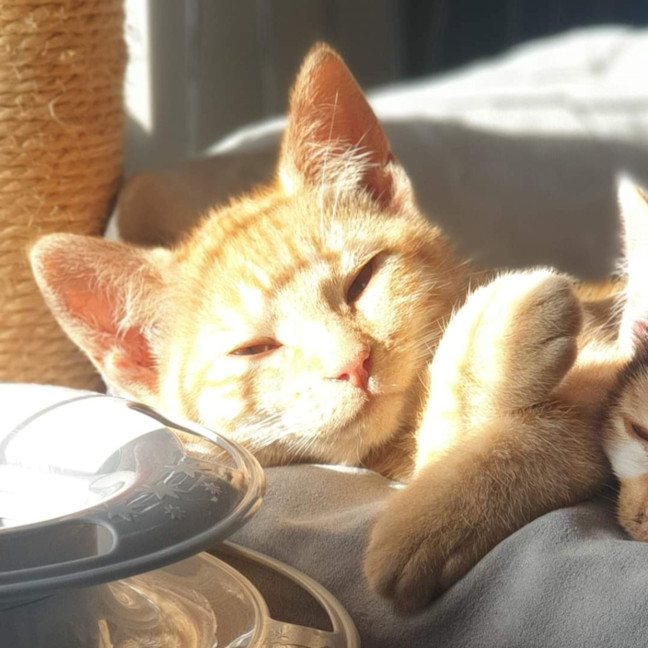 Photo of Dora The Explorer