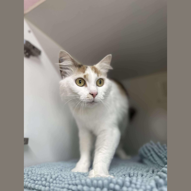 Photo of 🍹 Mimosa 5729 🍹