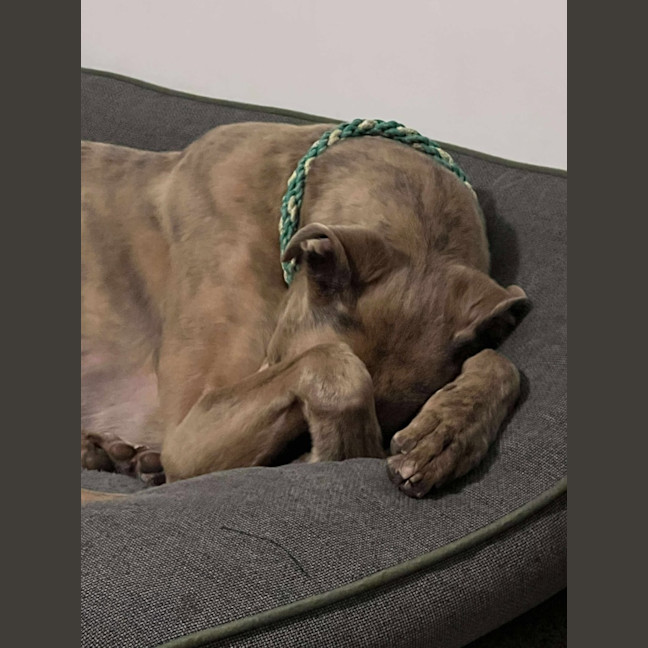 Photo of Buster, The Greyhound